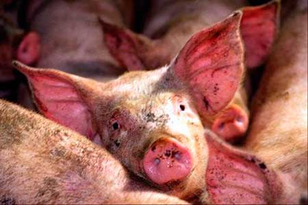Инфекционные болезни свиней: диагностика и лечение