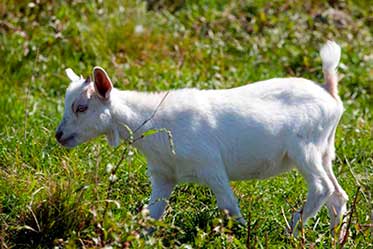 Лучшие породы коз с описанием и фото: молочные, мясные, пуховые и шерстяные