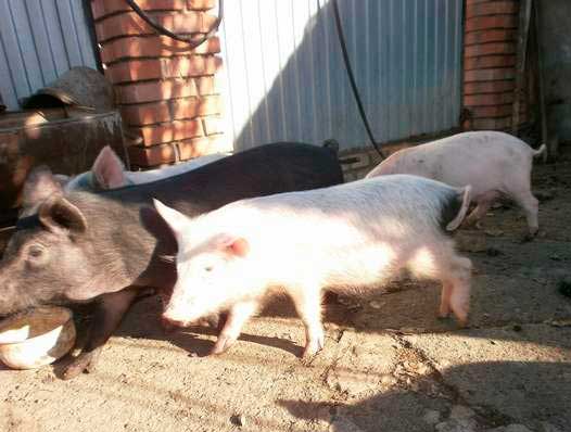 Незаразные болезни свиней и их характеристика