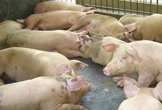 Причины и предупреждение прохолостов у свиноматок
