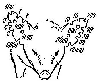 Зоотехнический учет свиней и свиноматок